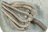 Fossil Crinoid Plate (Two Species) with Starfish - Indiana #273738-2